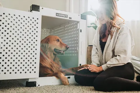 calm golden retriever inside open impact dog crate during positive reinforcement training (calm dog crate behavior rewards) with owner in bright indoor setting