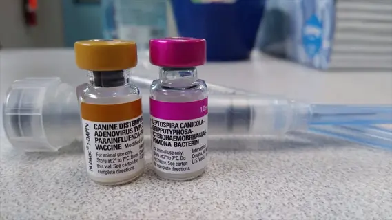 canine distemper vaccine vial (dhp/dhpp combination) and leptospira vaccine vial with syringes on veterinary counter