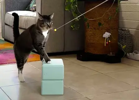 cat engaged in cat target stick training: standing on light blue blocks while focused on a wand toy's yellow tip in a cozy living room setting
