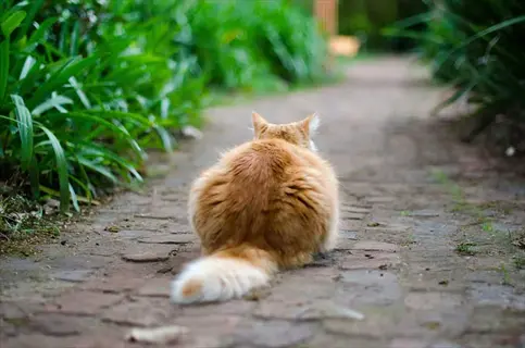 cat sitting command demonstration: fluffy ginger cat in sitting position on a garden brick path, viewed from behind with lush greenery