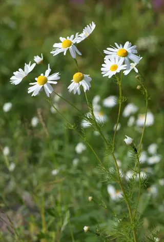 chamomile flowers with white petals and yellow centers blooming in a sunny green field