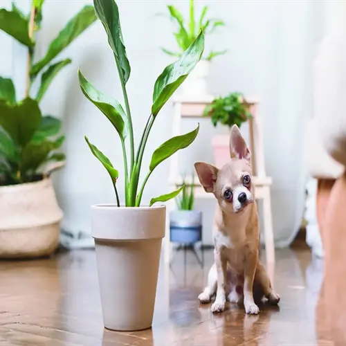 chihuahua sitting beside potted plant highlighting toxic plants pets safety in a cozy indoor setting