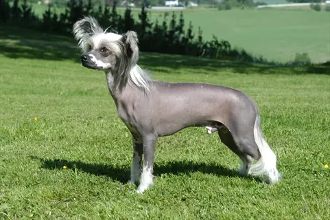 chinese crested dog standing on a sunlit grassy field, showcasing its hairless body with signature fur tufts on head, paws, and tail