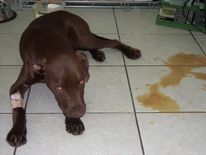 chocolate labrador with leg bandage resting on clinic floor beside vomit puddle - veterinary emergency showing dog vomiting symptom