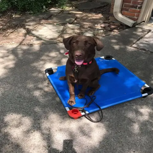 chocolate labrador with pink collar sitting on blue training mat, leash attached in shaded park area