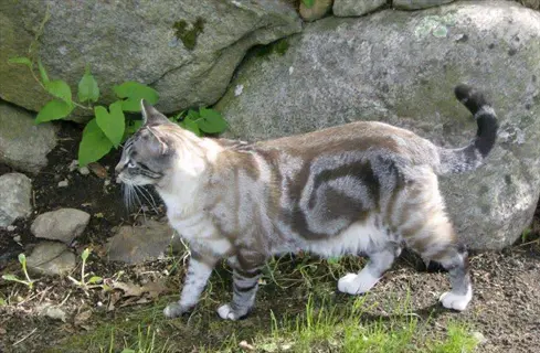 classic tabby cat with swirling coat pattern walking on grassy terrain near large rocks and green foliage