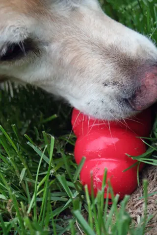 close-up of a dog playing with a red kong classic dog toy on grassy outdoor surface