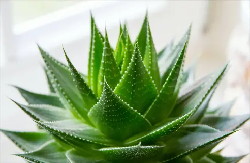 close-up of a healthy aloe vera plant with thick, spiky green leaves featuring white speckles, set against a softly blurred indoor background