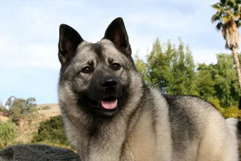 close-up of a norwegian elkhound with its tongue out, standing in a sunlit outdoor setting with trees, rocky hills, and palm trees under a blue sky