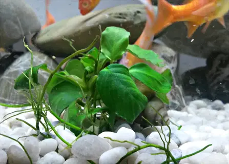 close-up of an anubias aquarium plant with broad green leaves growing among white pebbles, featuring goldfish and other aquatic plants in the background