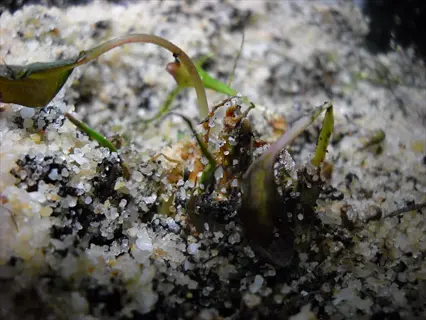 close-up of cryptocoryne wendtii plant growing in sandy aquarium substrate, showcasing broad dark green leaves and root structure