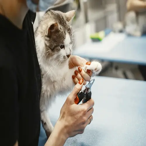 close-up of hands using a cat nail trimmer on a seated cat during a grooming session