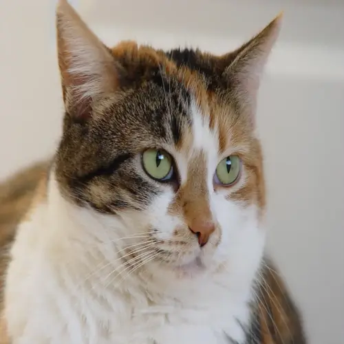close-up portrait of a calico tabby cat with green eyes, white chest fur, and focused expression
