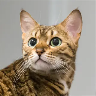 close-up portrait of a rosetted bengal cat with green eyes, distinct brown spotted rosette pattern on fur, and white ear tufts against a plain light background