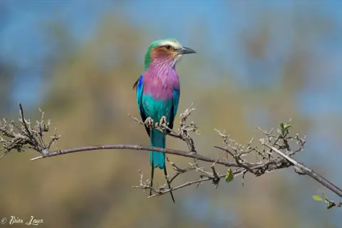 colorful bird with alula feathers perched on a branch