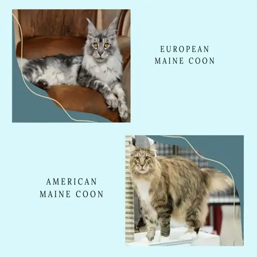 comparison of european and american maine coon cat personality types displayed in a split layout with decorative elements on light blue background