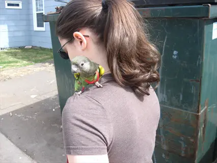 conure parrot wearing red parrot outdoor harness perched on a person's shoulder in an urban alley setting with dumpster and building