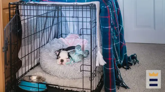 covered dog crate setup: boston terrier puppy sleeping in a wire crate with plaid blanket covering, gray bed, pink blanket, toy, and food bowl