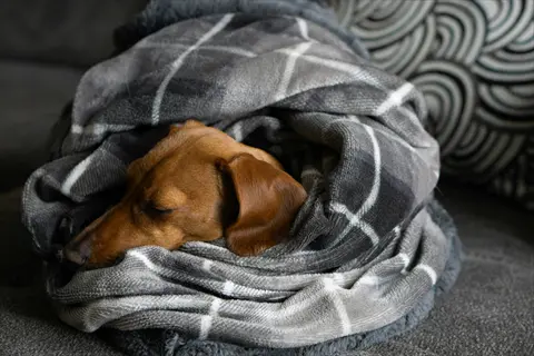 dachshund burrowed in gray plaid blanket sleeping soundly, displaying 'dachshund - den lover' behavior with eyes closed and body curled