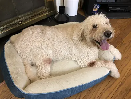 dog bed placement: shaggy dog resting on blue-trimmed orthopedic bed near fireplace on wooden floor - rest area optimization