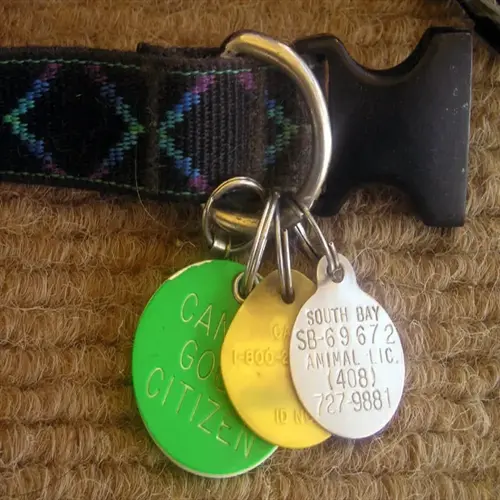 dog collar with three colorful identification tags: green, yellow, and silver