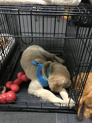 dog crate distraction methods: golden retriever puppy resting in wire crate with red bone-shaped toys, demonstrating in-crate playtime enrichment