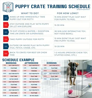 dog crate training schedule: infographic with numbered steps (what to do/how long), sample daily timeline, and photo of puppy in crate on blue/white background