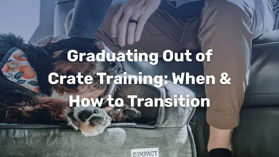 dog crate transition training: infographic showing 'graduating out of crate training: when & how to transition' with bernese mountain dog on bed and human hand
