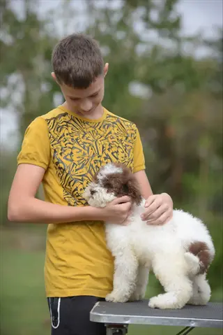 dog daily schedule: boy gently handling fluffy puppy on grooming table - routine care moment in outdoor setting