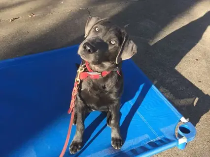dog directional leash training: black dog sitting attentively on blue cot with red leash and collar, looking upward for handler's directional cues