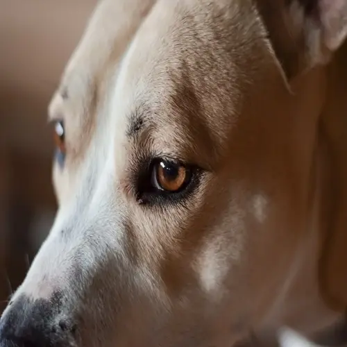 dog ear close up: light brown and white dog face focusing on eye and ear, soft lighting
