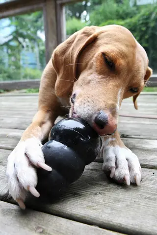 dog engaging with a black kong toy (potential frozen dog kong) as a settling aid during outdoor deck time