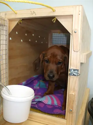 dog entering crate: rhodesian ridgeback puppy inside wooden crate (entry progression training) with 1a id tag, purple blanket, and adjacent feeding bucket