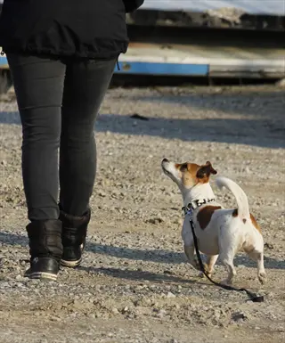 dog eye contact walking: small dog maintains focus on handler during automatic check-ins while walking on gravel path