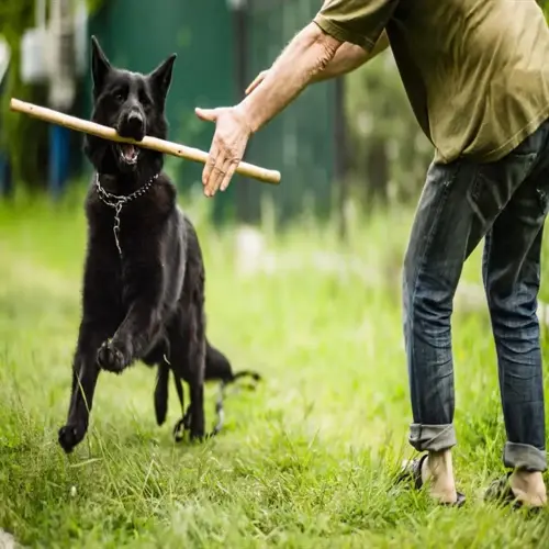 dog fetch training: black dog running with stick in mouth while person interacts in grassy outdoor setting