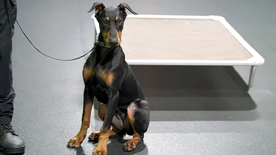 dog focus training distractions: doberman pinscher sitting attentively on leash indoors with dog bed nearby, demonstrating focus amid potential training distractions