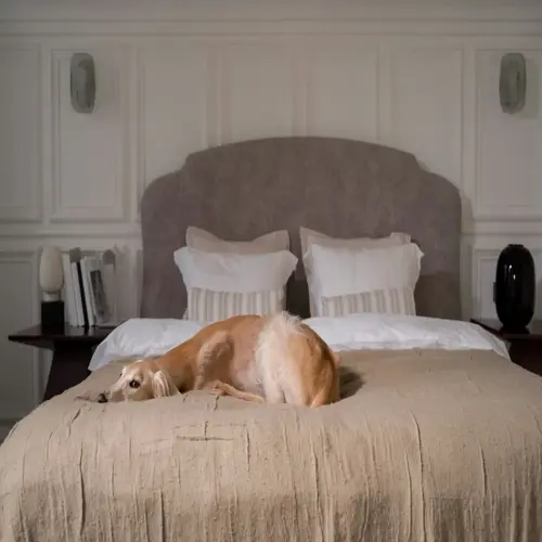 dog friendly hotel room with a relaxed golden dog resting on a taupe - covered bed, flanked by white paneled walls, sconce lighting, and a nightstand with books