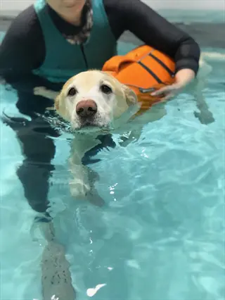 dog in life vest receiving hydrotherapy in a pool with handler's assistance