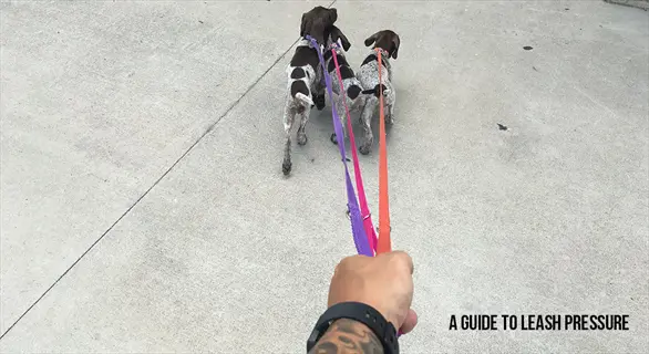 dog leash pressure training: tattooed hand holding multiple leashes guiding three german shorthaired pointer puppies on concrete, with 'a guide to leash pressure' text overlay