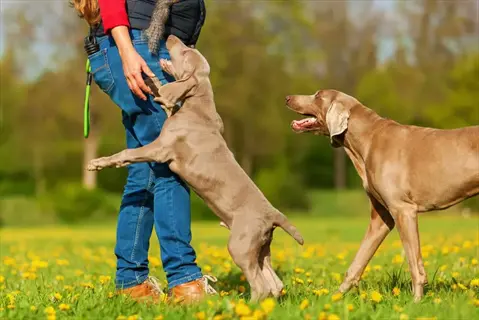 dog long line training setup: person with belt-attached leash interacting with two weimaraners in dandelion field