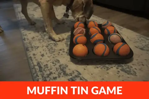 dog muffin tin game: canine interacting with a muffin tin filled with balls, featuring text overlay 'muffin tin game'