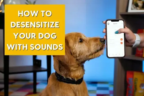 dog noise desensitization training: golden retriever observing a smartphone held by a person, with text overlay 'how to desensitize your dog with sounds' in an indoor setting