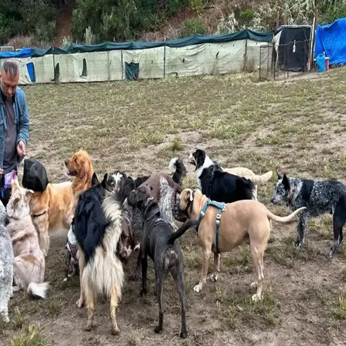 dog pack interaction: multiple breeds gathered outdoors in grassy enclosure with temporary fencing, handler partially visible