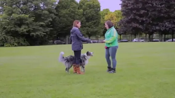 dog polite greeting training: two women practicing controlled leash introduction with a border collie in a grassy park setting with trees