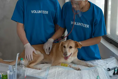 dog receiving veterinary checkup pet examination from volunteers in blue shirts with medical supplies (post-arrival support context)