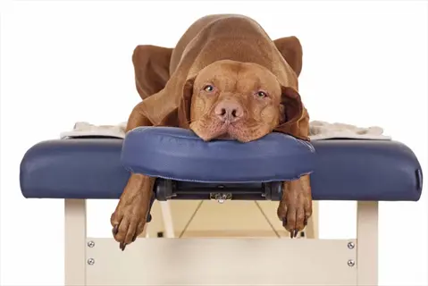 dog resting on chiropractic table in preparation for adjustment - chiropractic dog adjustment context