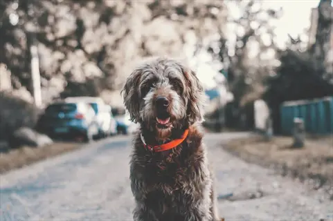 dog sitting at curb: shaggy brown dog wearing orange collar sits attentively on residential street curb with parked cars and trees in background