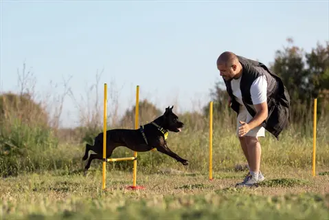 dog walking speed training: handler guiding a jumping black dog through yellow agility hurdles, demonstrating speed adjustments during outdoor obstacle navigation
