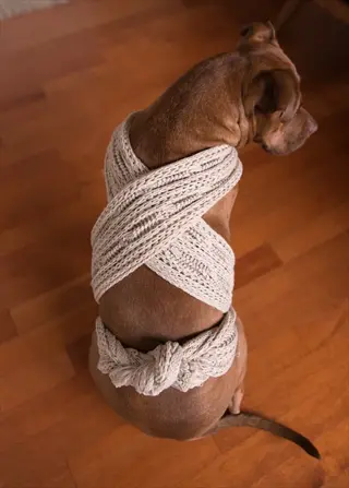 dog wearing a beige anxiety wrap (pressure wrap) tied across its back and belly, sitting on a wooden floor