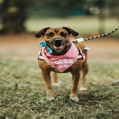 dog wearing harness in a park, smiling and wearing a pink bandana with 'adote me' written on it